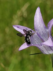 Chelostoma rapunculi