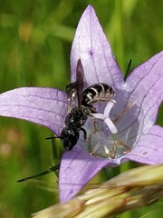 Chelostoma rapunculi