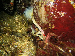 Protula pacifica