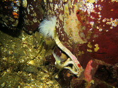 Protula pacifica