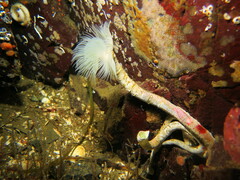Protula pacifica