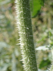 Helminthotheca echioides