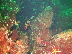 Sebastes nigrocinctus