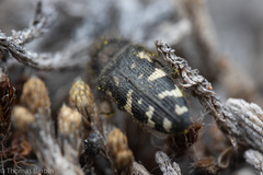 Acmaeodera idahoensis