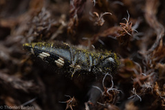 Acmaeodera idahoensis