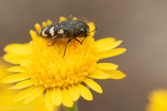 Acmaeodera idahoensis