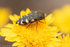 Acmaeodera idahoensis