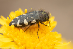 Acmaeodera idahoensis