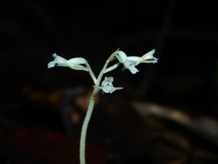 Degranvillea dermaptera