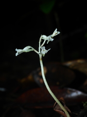 Degranvillea dermaptera