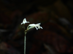 Degranvillea dermaptera