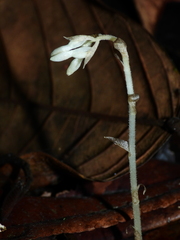 Degranvillea dermaptera