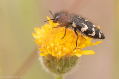 Acmaeodera idahoensis