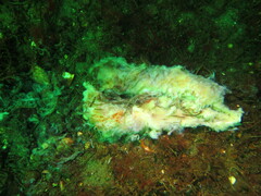 Apostichopus californicus