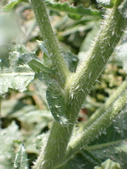 Helminthotheca echioides