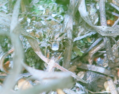 Habronattus altanus