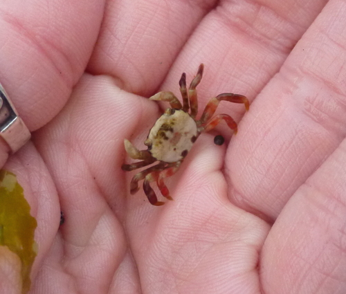 Purple Shore Crab, photo 6 of 10