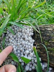 Coprinellus disseminatus