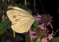 Pieris melete