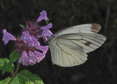 Pieris melete