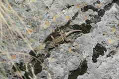 Sceloporus anahuacus