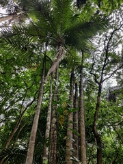 Bactris gasipaes chichagui