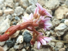 Sedum villosum