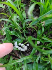 Coprinellus disseminatus