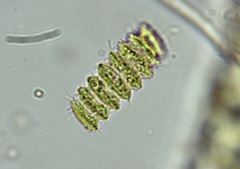 Desmodesmus serratus