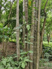 Bactris gasipaes chichagui