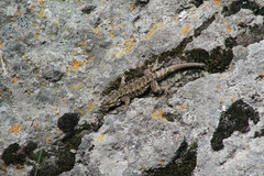 Sceloporus anahuacus