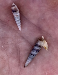 Terebrinae