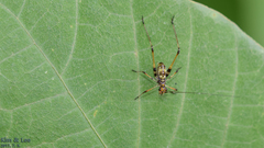 Phaneroptera nigroantennata