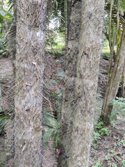 Bactris gasipaes chichagui