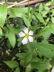 Sabatia calycina