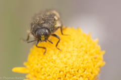 Acmaeodera idahoensis