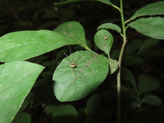 Leiobunum aldrichi