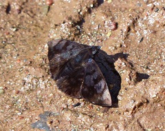 Pellicia hersilia
