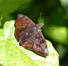 Pellicia hersilia