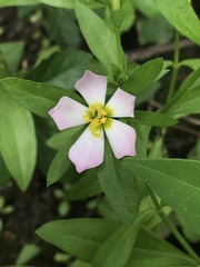 Sabatia calycina
