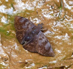 Pellicia costimacula
