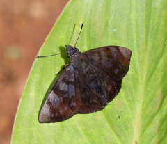 Pellicia ranta rancida