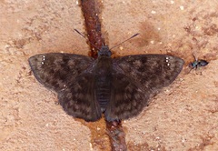 Nisoniades maura