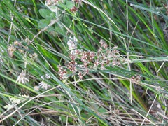 Juncus fontanesii