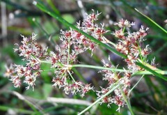 Juncus fontanesii