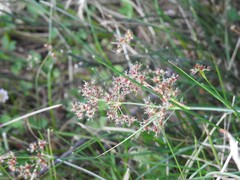 Juncus fontanesii