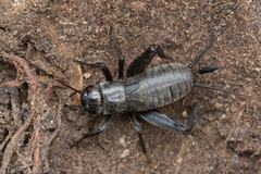 Gryllus saxatilis