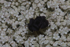 Daucus carota maximus