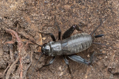 Gryllus saxatilis