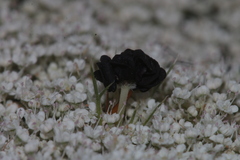 Daucus carota maximus